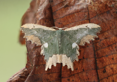 Maxates coelataria (Walker, 1861)