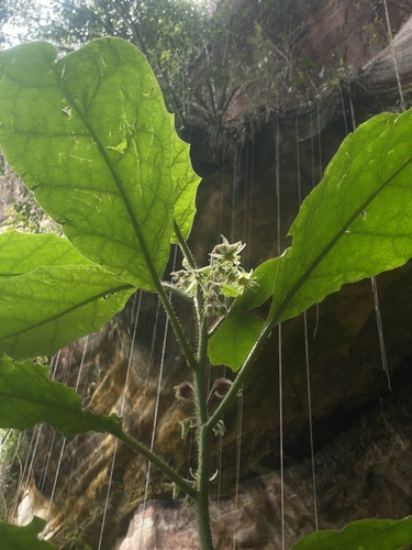 Solanum polytrichum