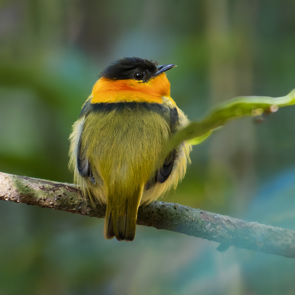 Orange-collared Manakin photo