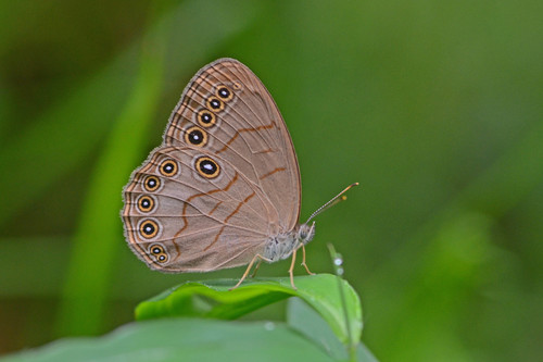 Appalachian Brown