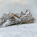 Autographa - Photo (c) David Beadle, all rights reserved, uploaded by David Beadle