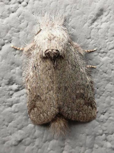 Chlorocalliope