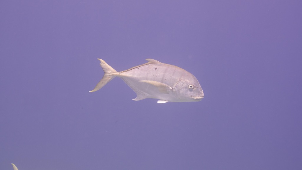 Golden Trevally