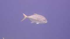 Golden Trevally