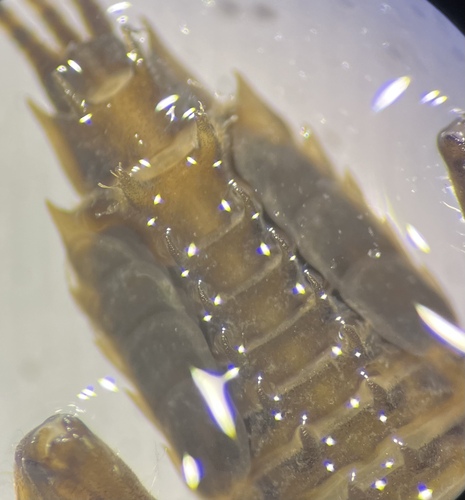 Drunella spinifera