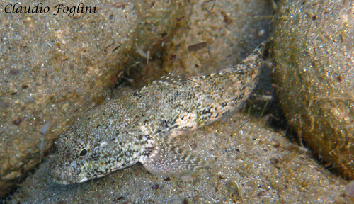 Giant Goby