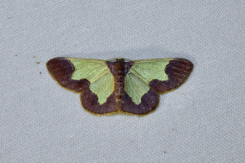 Zamarada purimargo