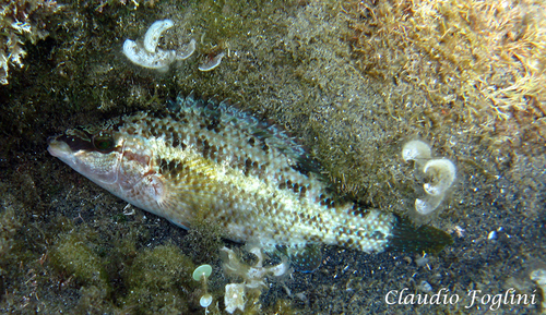 East Atlantic Peacock Wrasse