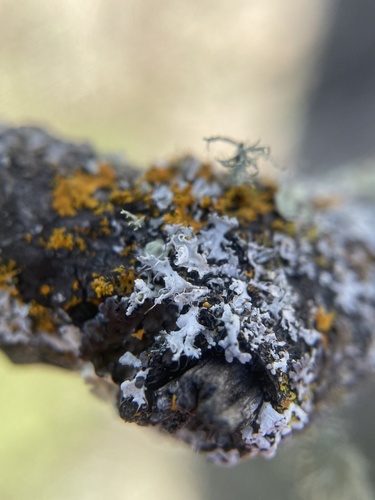 iNaturalist observation photo of Pin-cushion Sunburst Lichen