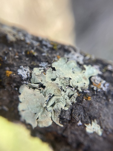 iNaturalist observation photo of Speckled Greenshield
