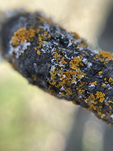 iNaturalist observation photo of Shield Lichens, Sunburst Lichens, Rosette Lichens, and Allies