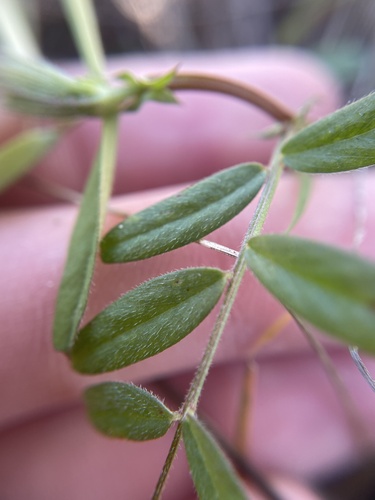 iNaturalist observation photo of Common Vetch