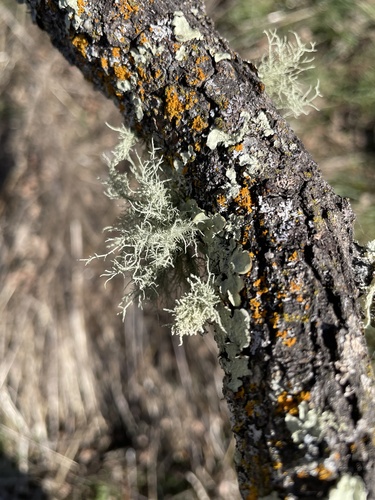 iNaturalist observation photo of Bristly Beard Lichen