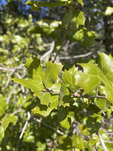 iNaturalist observation photo of coast live oak