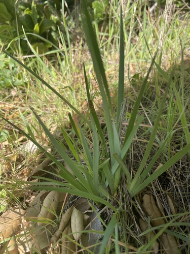 iNaturalist observation photo of western blue-eyed grass