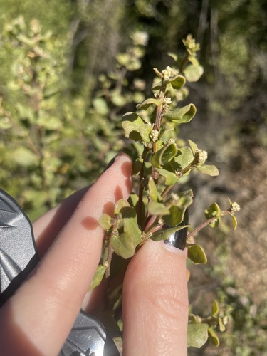 iNaturalist observation photo of coyote brush