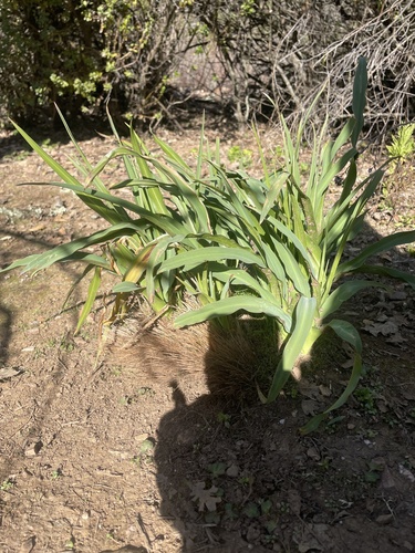 iNaturalist observation photo of wavy-leafed soap plant