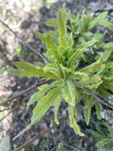 iNaturalist observation photo of California cudweed