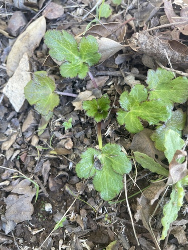 iNaturalist observation photo of Pacific Sanicle