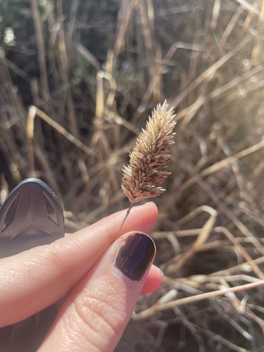 iNaturalist observation photo of harding grass