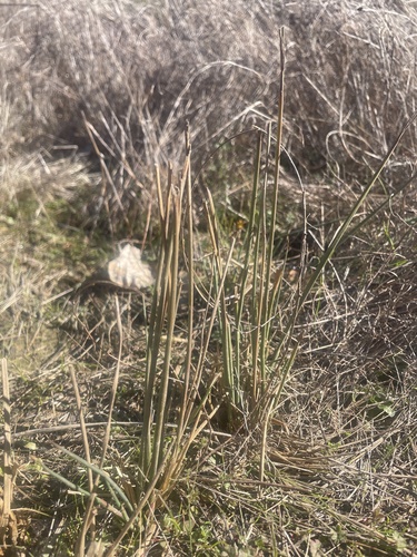 iNaturalist observation photo of Spreading Rush