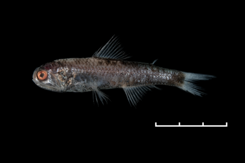 Diaphus garmani