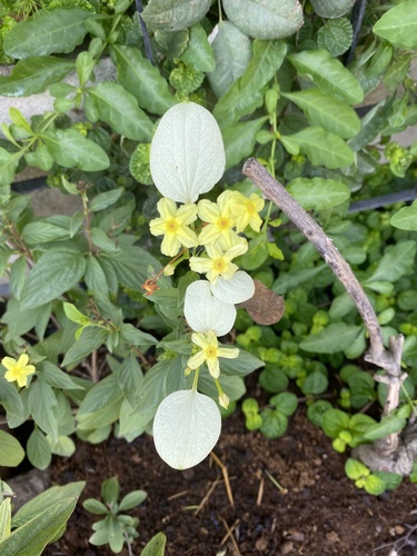 Yellow Mussaenda