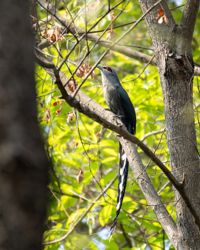 Green-billed Malkoha