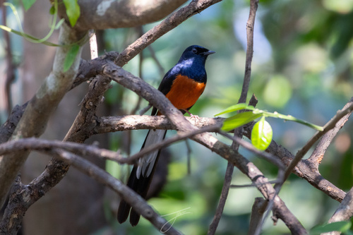White-rumped Shama
