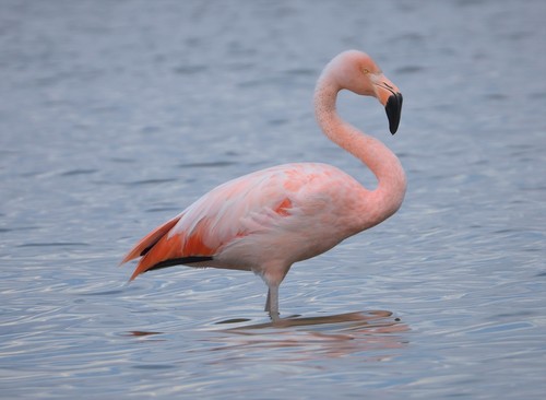 Chilean Flamingo