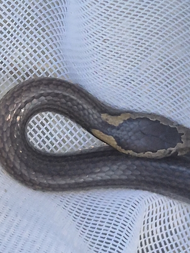 Golden-crowned Snake sighting