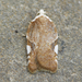 Acleris cervinana - Photo (c) David Beadle, all rights reserved, uploaded by David Beadle