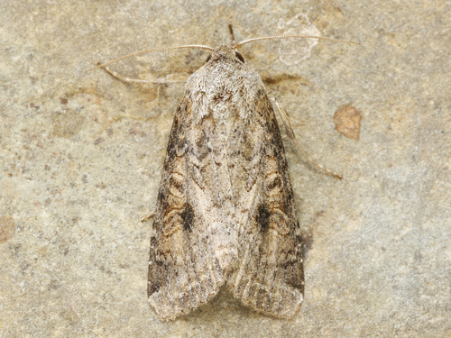 Trichordestra lilacina Harvey, 1874