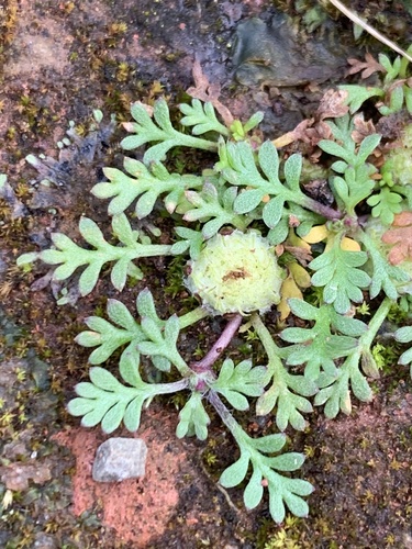 Soliva stolonifera