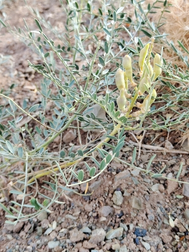 Sophora pachycarpa