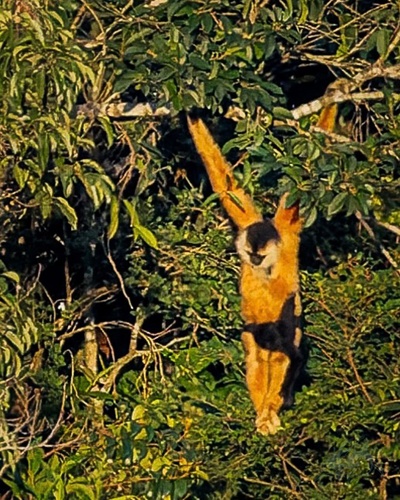 Cao-vit Crested Gibbon (Nomascus nasutus) — Critically Endangered Mammalia