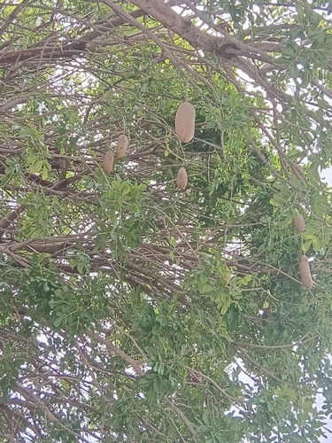 Sausage tree