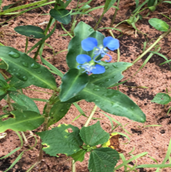 dayflowers