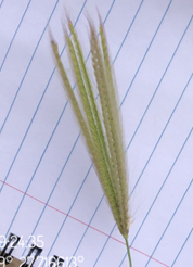 feather finger grass