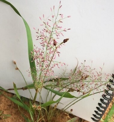 Sticky Love Grass