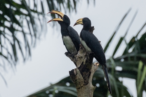 Congo Pied Hornbill