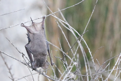 iNaturalist observation photo of Mexican Free-tailed Bat
