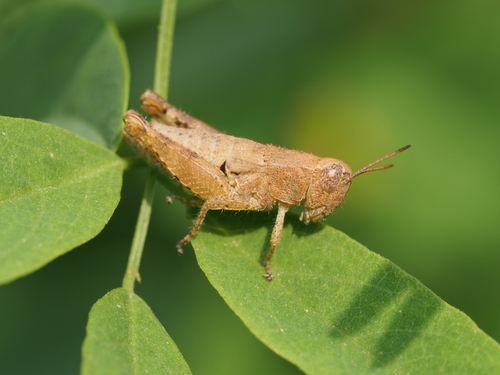 Common Maquis Grasshopper