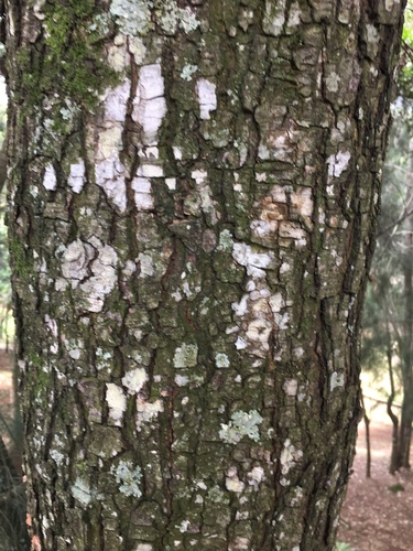 Quercus pinnativenulosa
