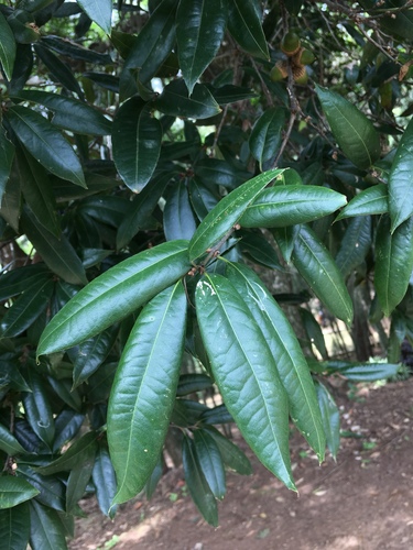 Quercus pinnativenulosa