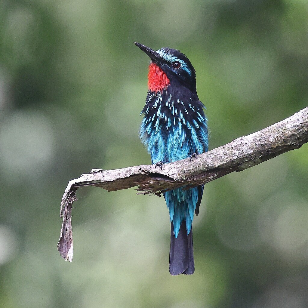 Black Bee-eater photo