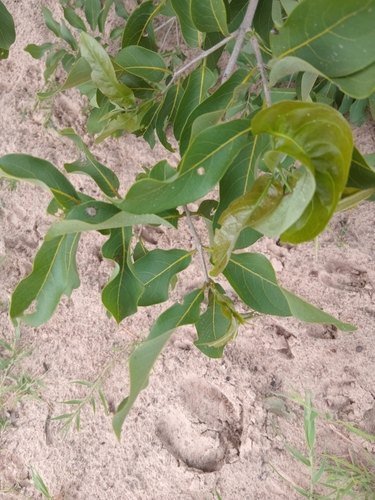 Combretum collinum