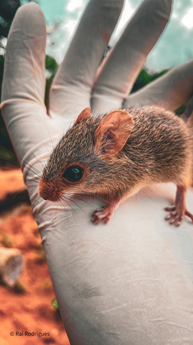 Red-nosed Mouse