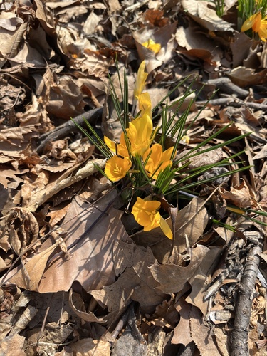 Crocus doré 2