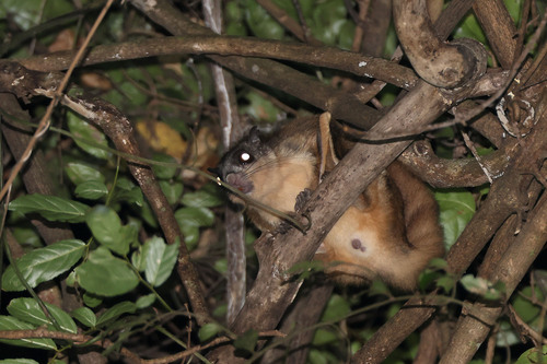 Travancore Flying Squirrel (Petinomys fuscocapillus) — Least Concern Mammalia